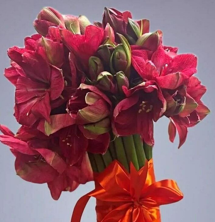 &nbsp; &nbsp; &nbsp; &nbsp; &nbsp; &nbsp; Букет&nbsp; &nbsp; &nbsp; &nbsp; &nbsp; &nbsp; &nbsp; &nbsp; Любовь Ямайка&nbsp; &nbsp; &nbsp; &nbsp; &nbsp;<span style="font-style: italic;"></span>